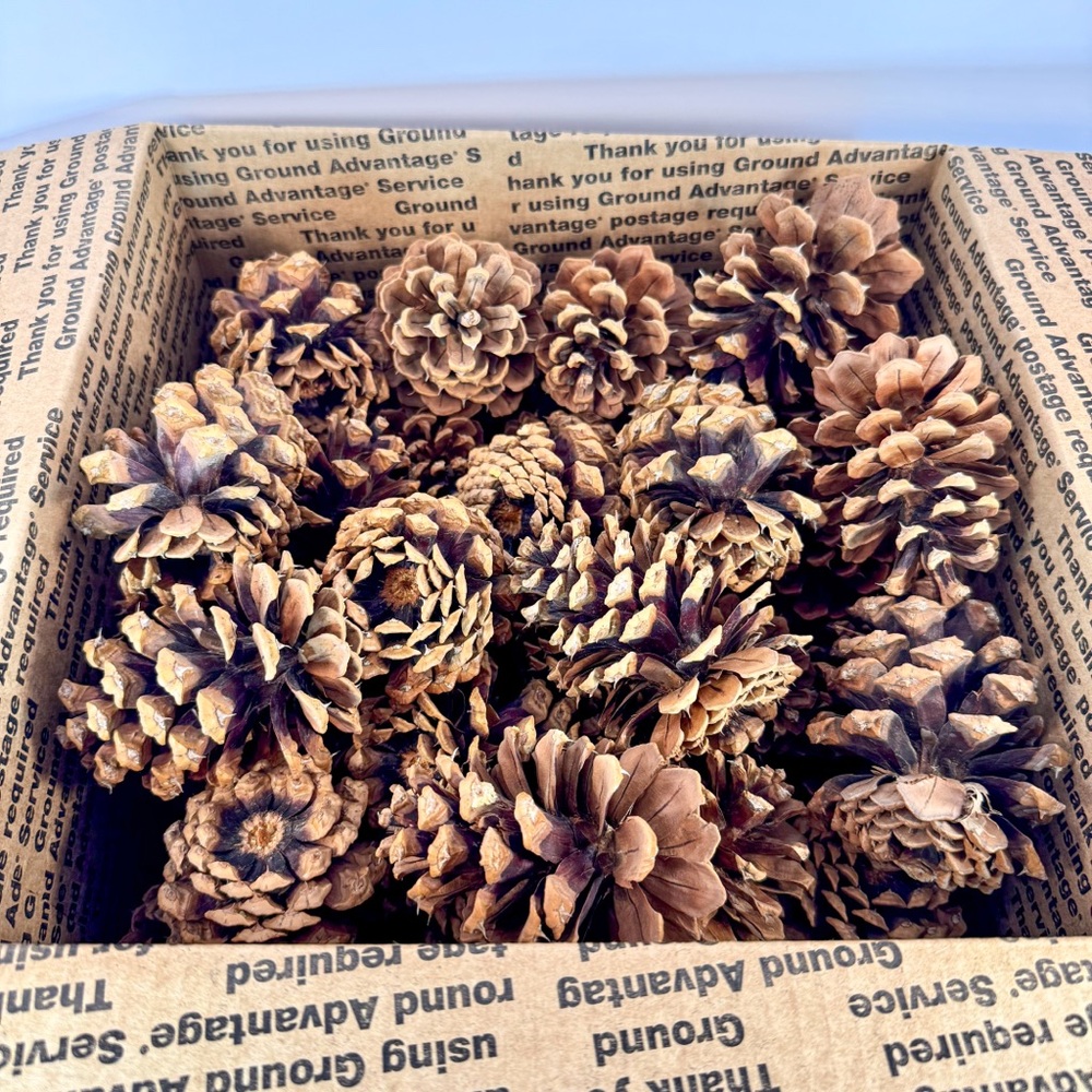 50 Small/Medium Natural Pine Cones for Crafts, Decorations, Decor